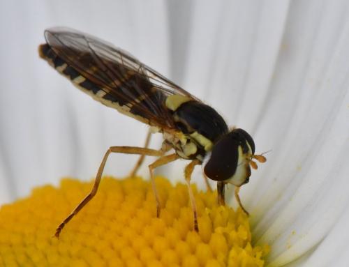 Sphaerophoria sp.